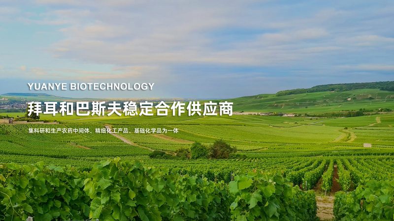 酶制剂：揭秘其背后的工艺与选择之道**