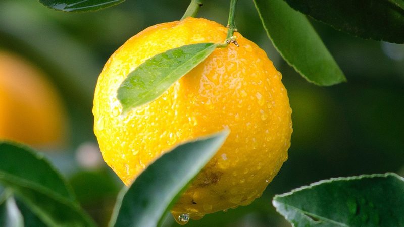 广州生物科技原料市场：从分散到集中的行业变局